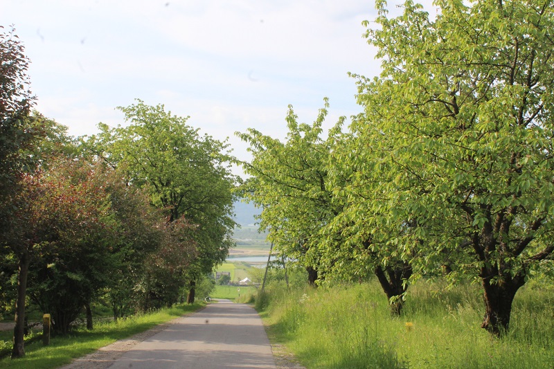 faliszewice